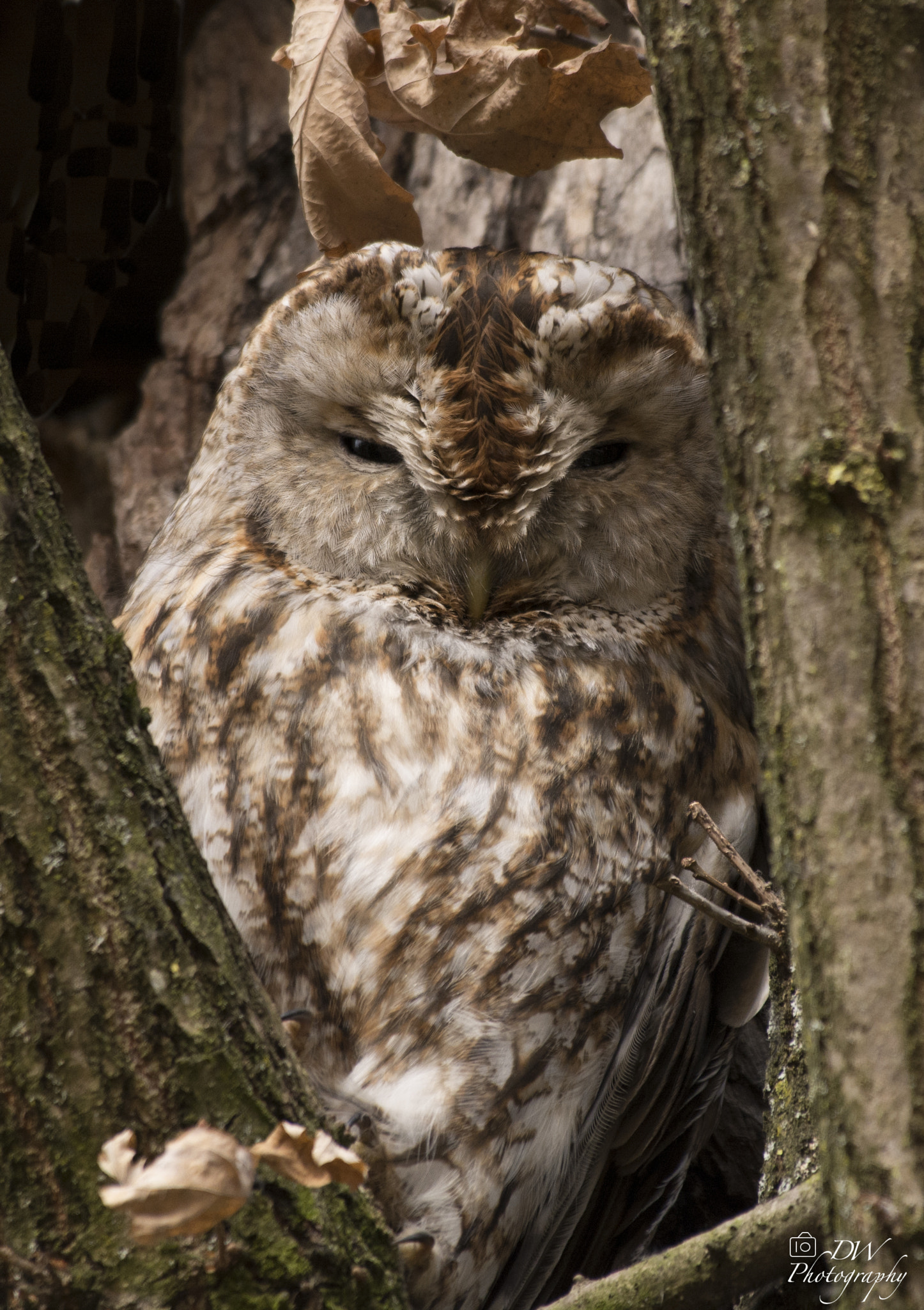 Nikon AF-S Nikkor 200-500mm F5.6E ED VR sample photo. Waldkauz - brown owl photography