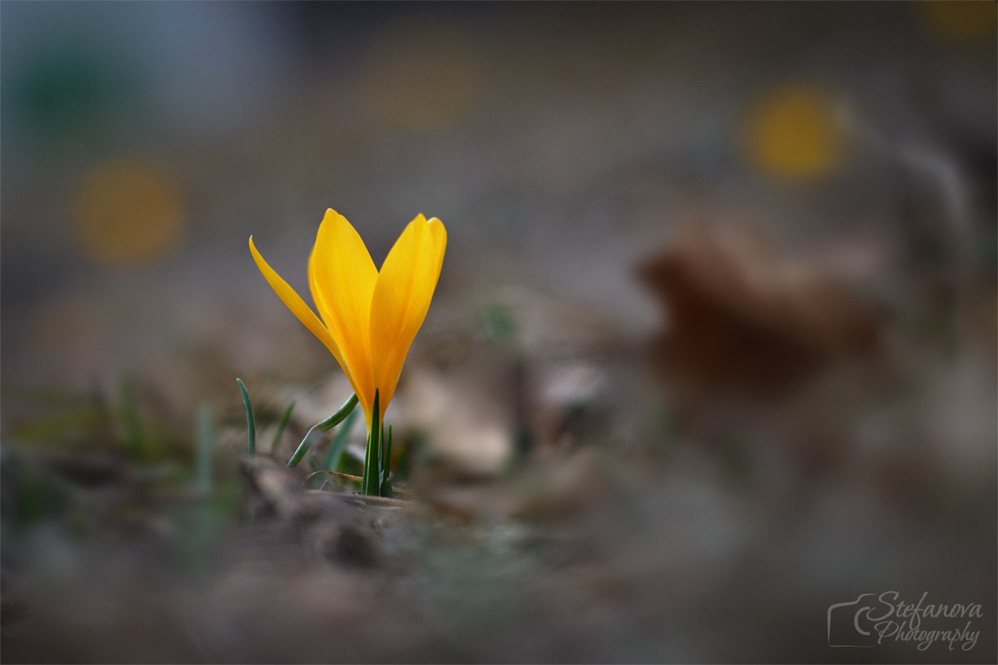 Nikon D7100 + Sigma 50mm F1.4 DG HSM Art sample photo. Crocus photography