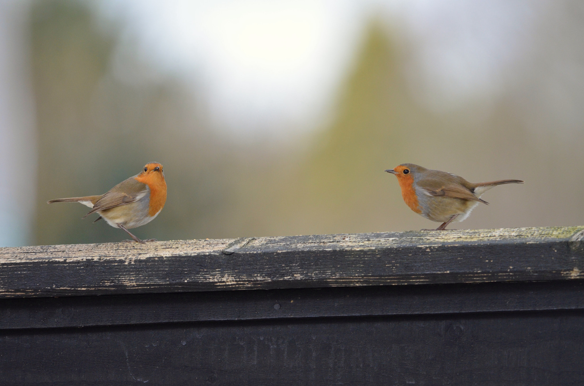 Nikon D5100 + Sigma 150-500mm F5-6.3 DG OS HSM sample photo. Mr & mrs photography