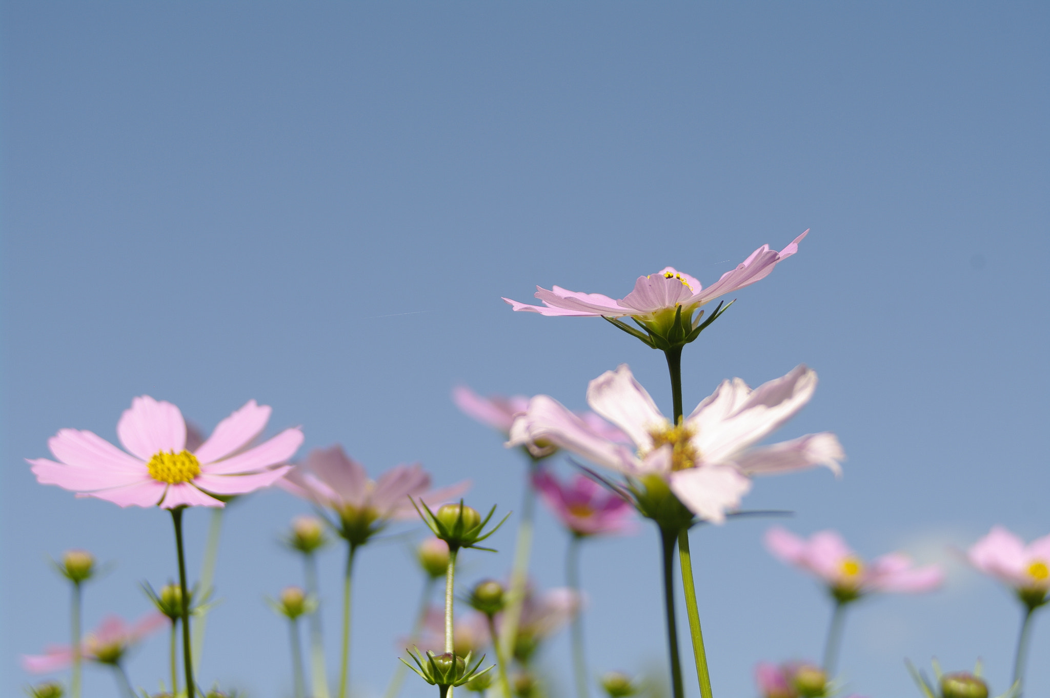 smc PENTAX-FA 28-80mm F3.5-5.6 AL sample photo. Igp photography