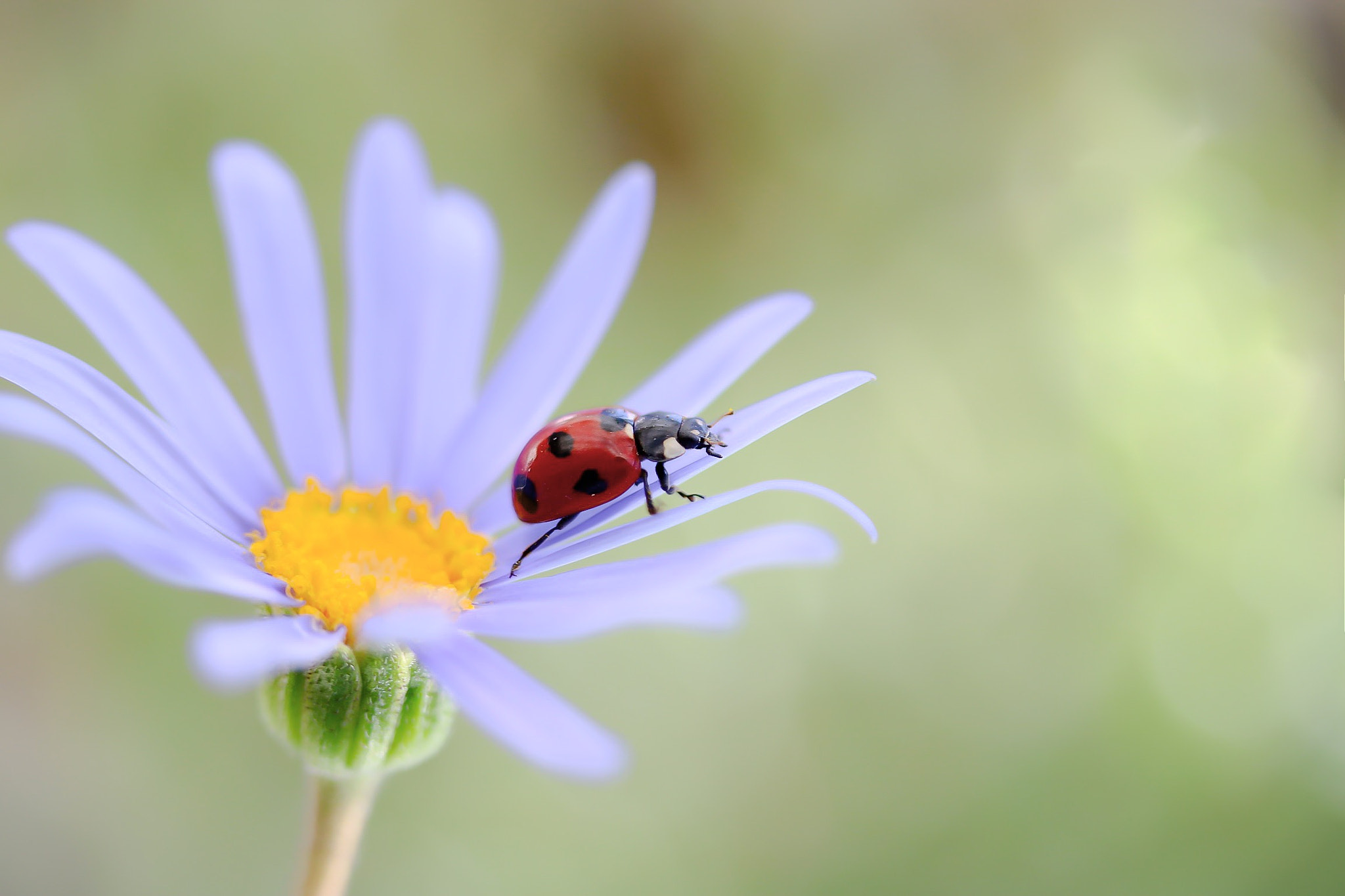 Canon EOS 760D (EOS Rebel T6s / EOS 8000D) + Canon EF-S 60mm F2.8 Macro USM sample photo. Hide and seek in winter is over❁ photography