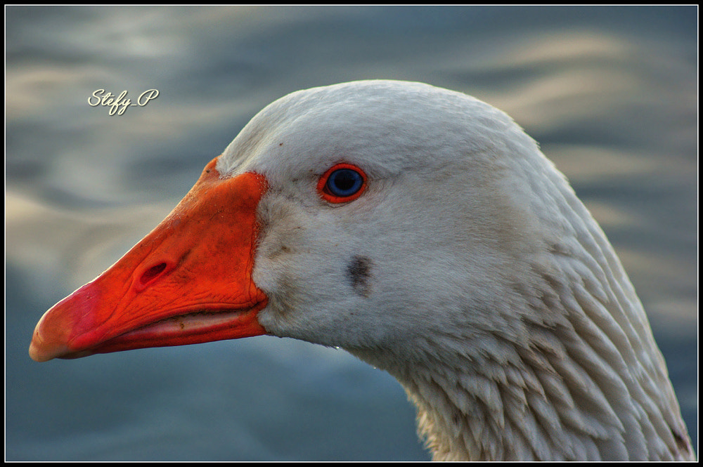 Sony 75-300mm F4.5-5.6 sample photo. B.o.w. (blue-orange-white) photography