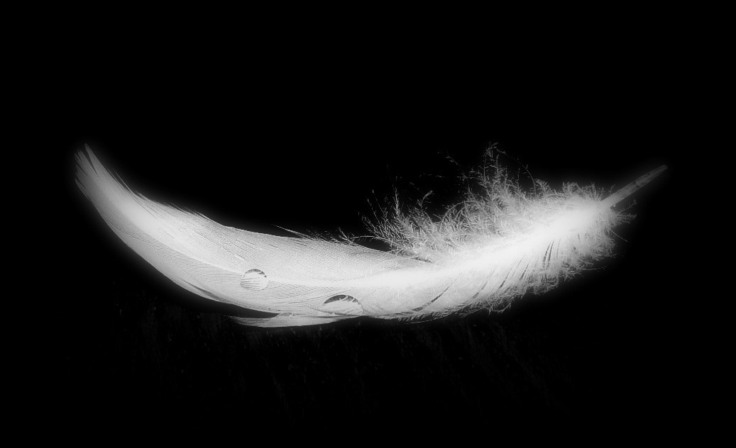 Samsung WB100/  WB101 sample photo. Feather () photography