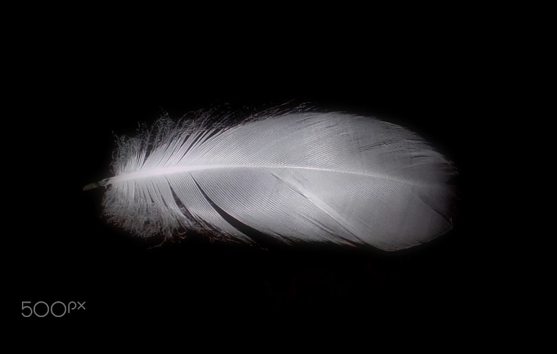 Samsung WB100/  WB101 sample photo. Light as a feather... photography