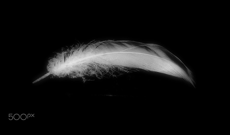 Samsung WB100/  WB101 sample photo. Light as a feather... photography