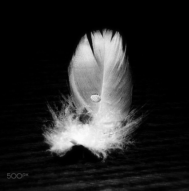 Samsung WB100/  WB101 sample photo. Light as a feather... photography