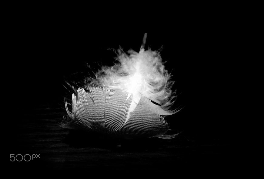 Samsung WB100/  WB101 sample photo. Light as a feather... photography