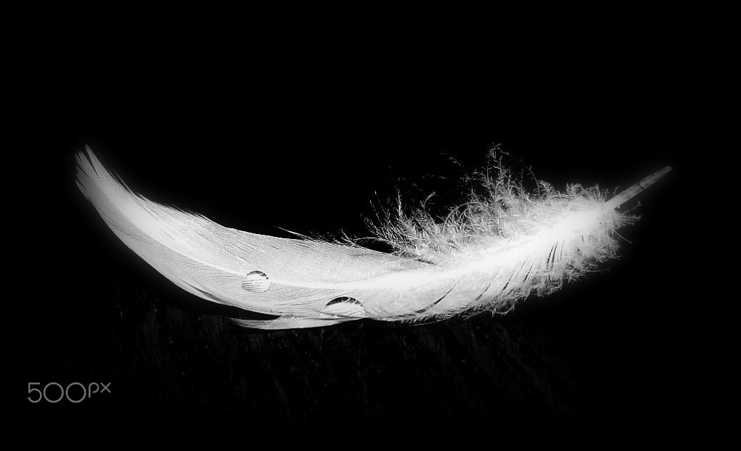 Samsung WB100/  WB101 sample photo. Light as a feather... photography