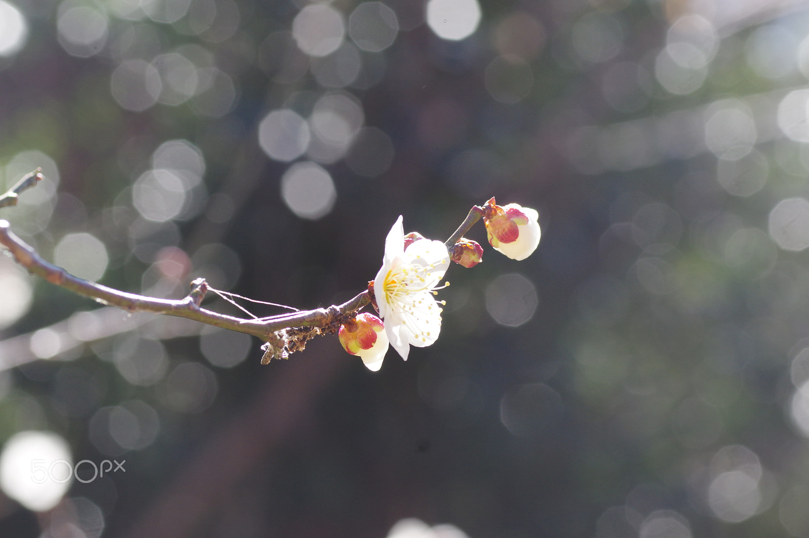 Tamron SP AF 90mm F2.8 Di Macro sample photo. White plum in bokeh photography