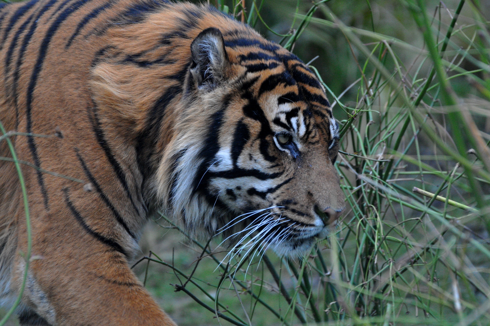 Nikon D5000 sample photo. Tiger photography