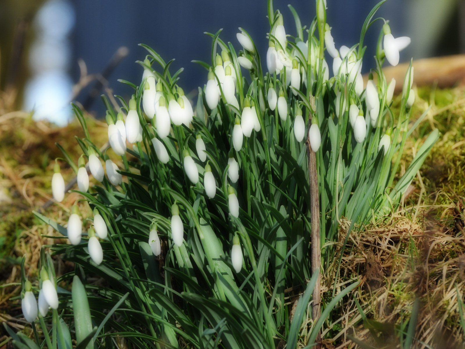 Nikon D5000 sample photo. Snowdrops photography