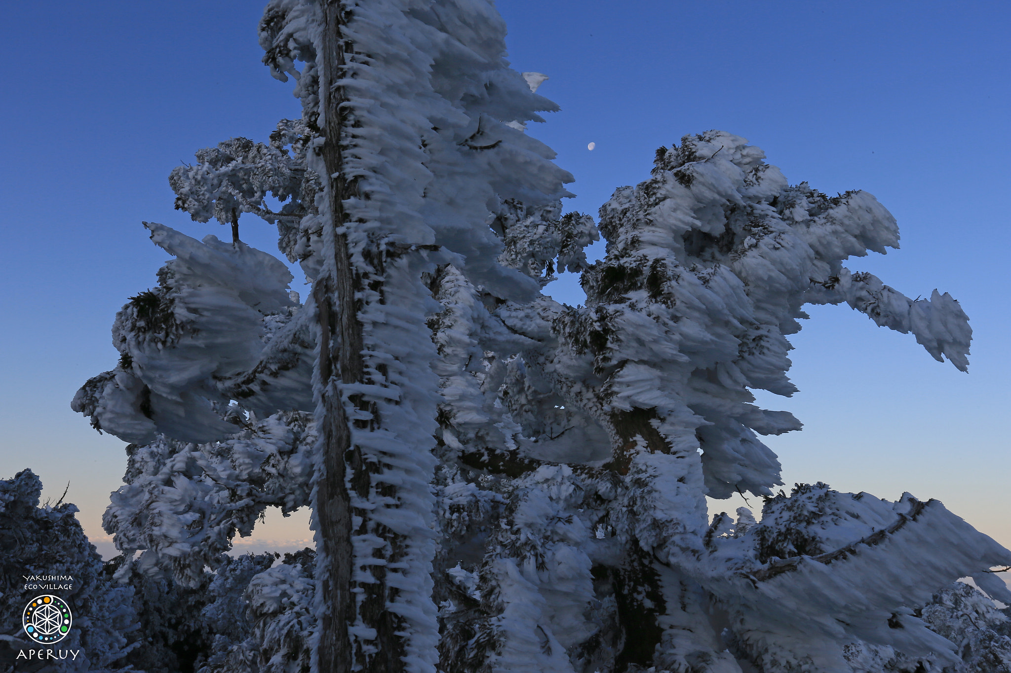 Canon EF 16-35mm F2.8L II USM sample photo. Winter moon before daybreak photography