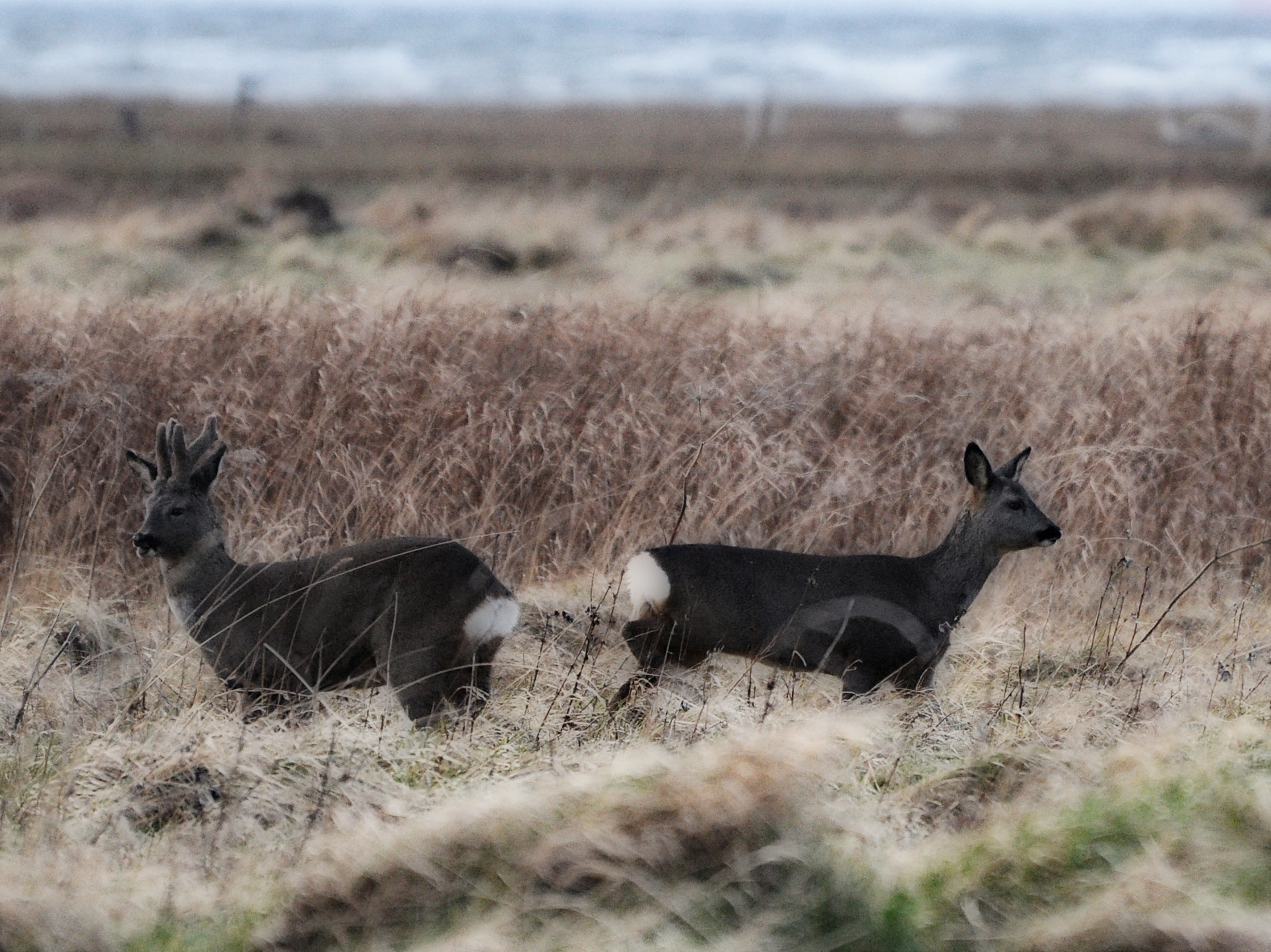 Nikon D5000 sample photo. Deer photography