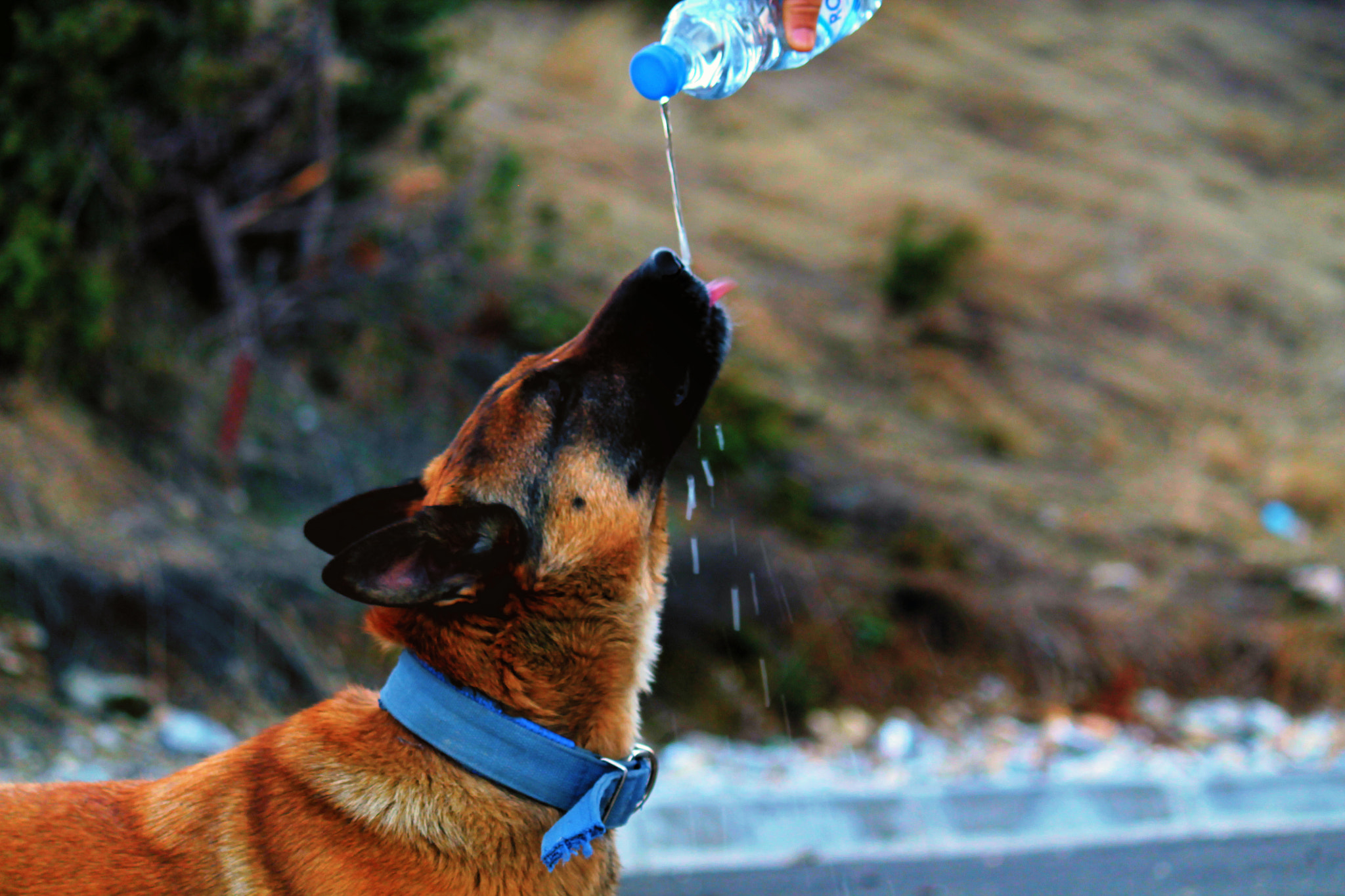 Canon EF-S 55-250mm F4-5.6 IS sample photo. Dog photography