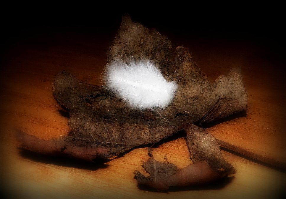 Samsung WB100/  WB101 sample photo. Feather () photography