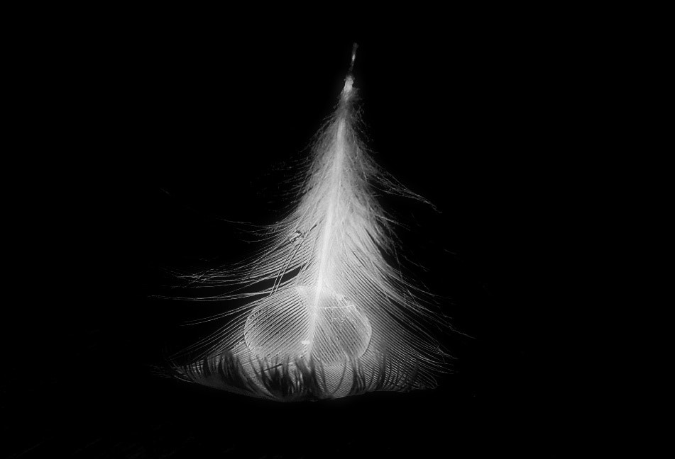 Samsung WB100/  WB101 sample photo. Feather (st) photography