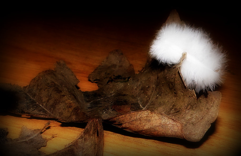 Samsung WB100/  WB101 sample photo. Feather () photography