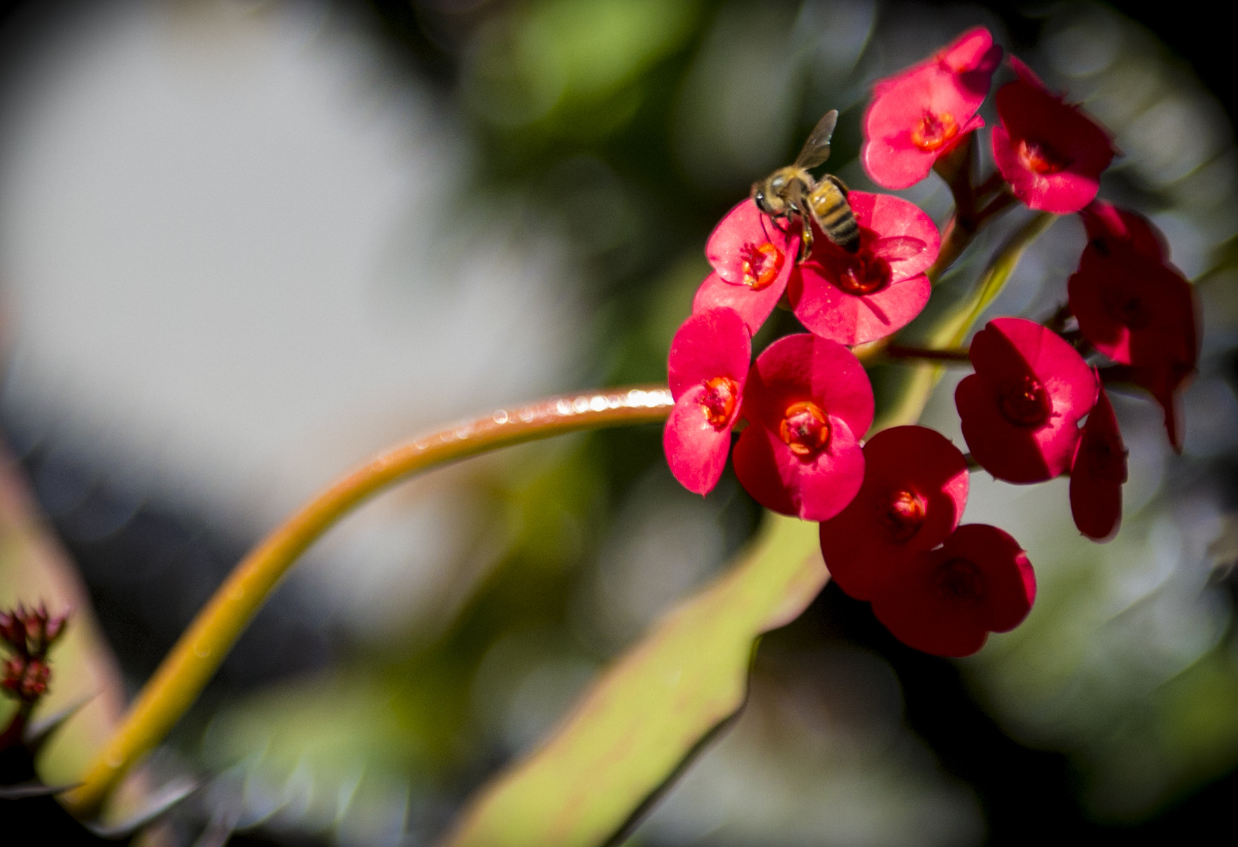 Nikon D4S sample photo