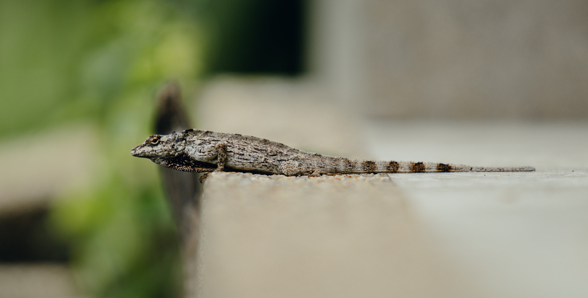 Canon EF 70-200mm F2.8L USM sample photo. Patient photography