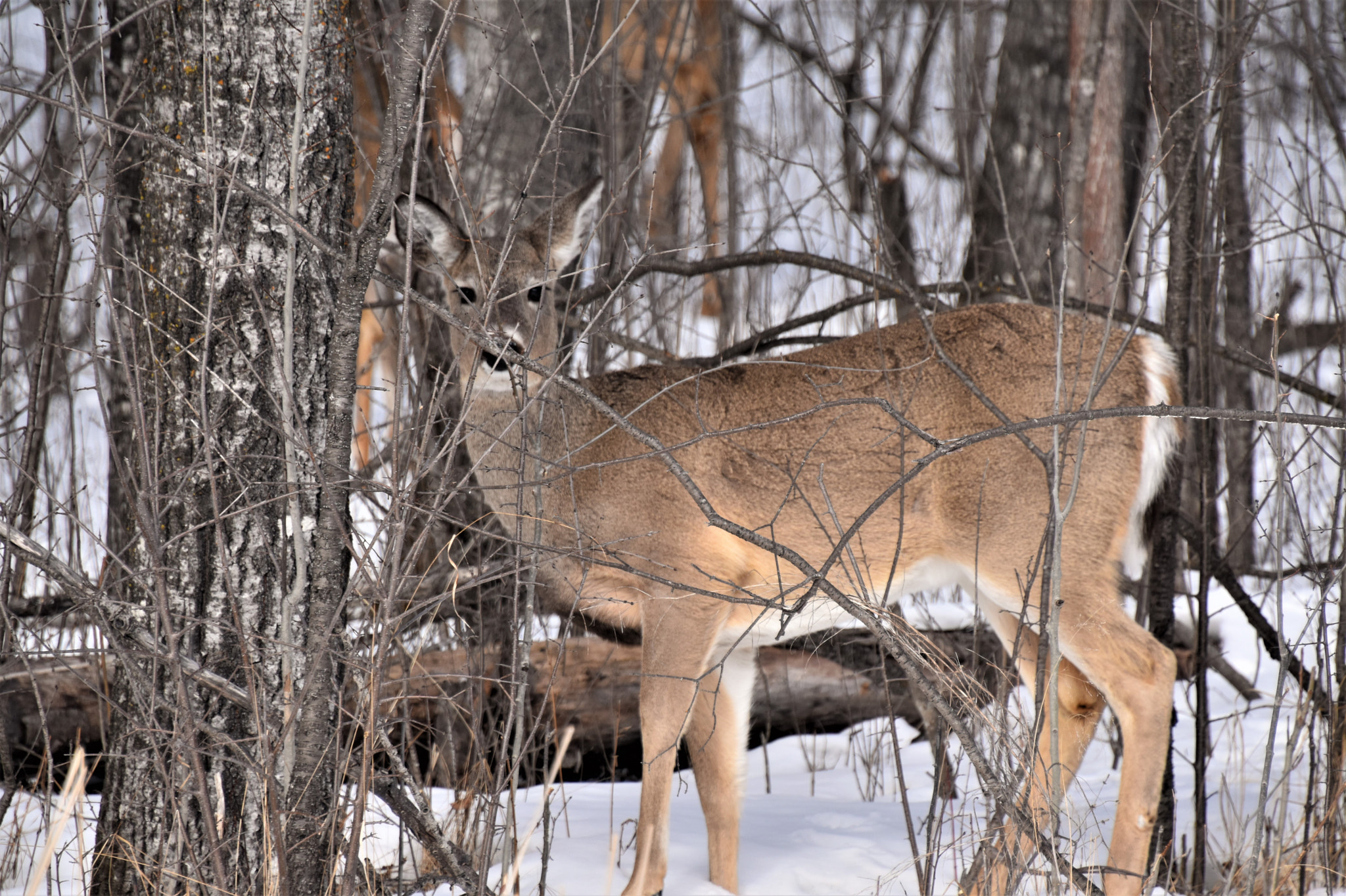 Nikon D5500 sample photo. Young deer photography