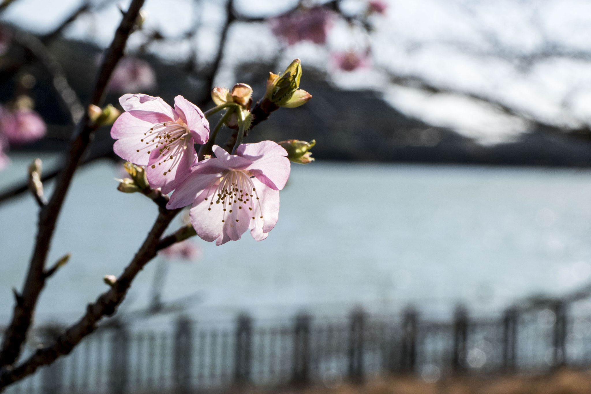 Panasonic Lumix DMC-GM5 sample photo. Spring photography