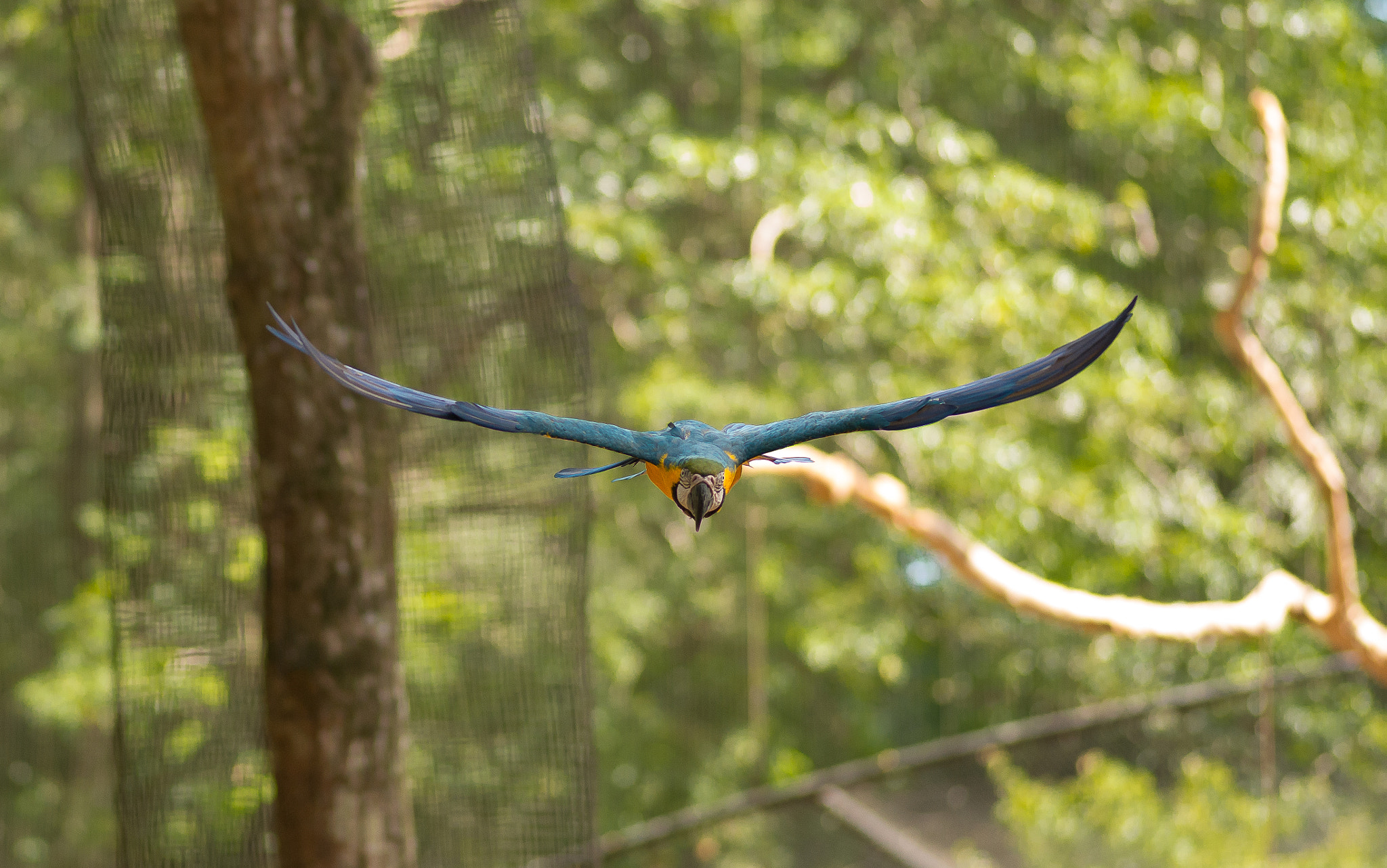 Nikon AF Nikkor 180mm F2.8D ED-IF sample photo. The flight of macaw. photography