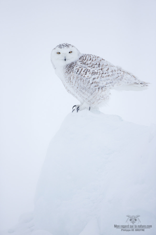 Canon EOS-1D X + Canon EF 500mm F4L IS USM sample photo. Ice cap !! photography