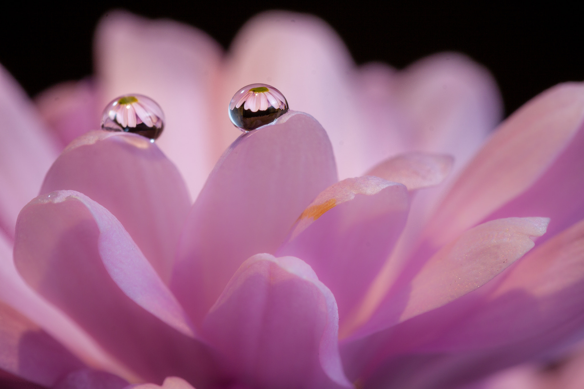 Sigma 105mm F2.8 EX DG OS HSM sample photo. Twins photography