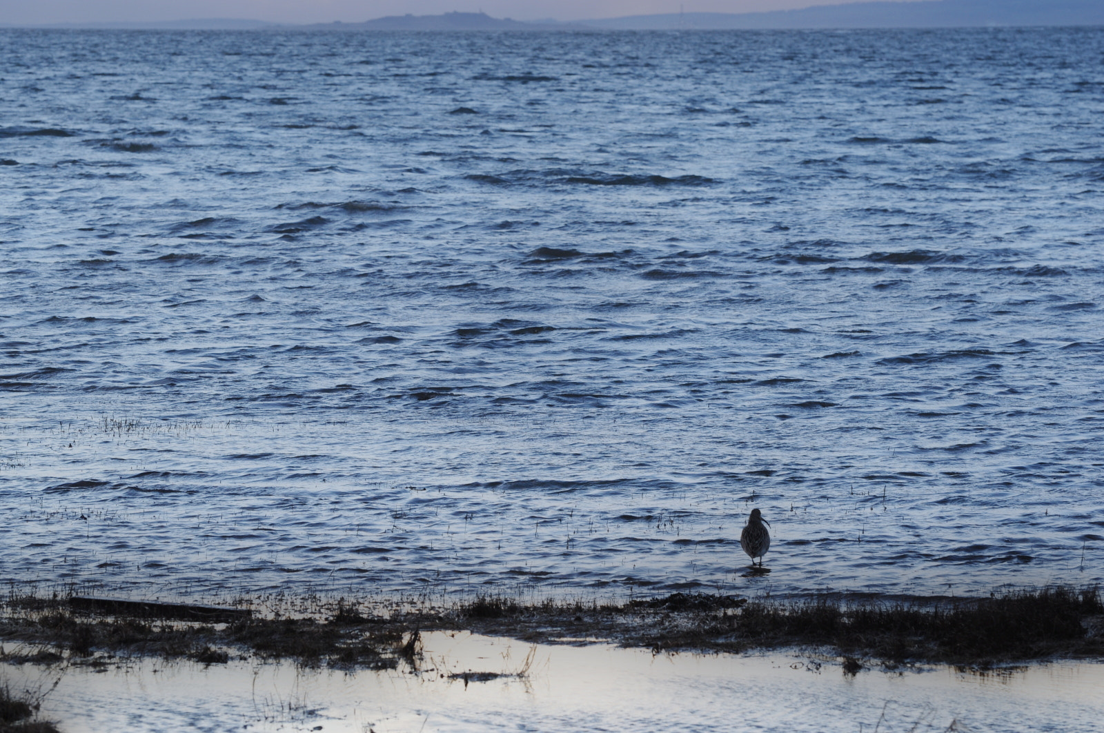 Nikon D5000 sample photo. Curlew photography