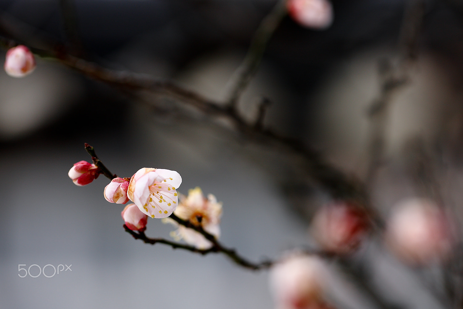Canon EOS-1Ds Mark III sample photo. Just feel naure - prunus mume photography