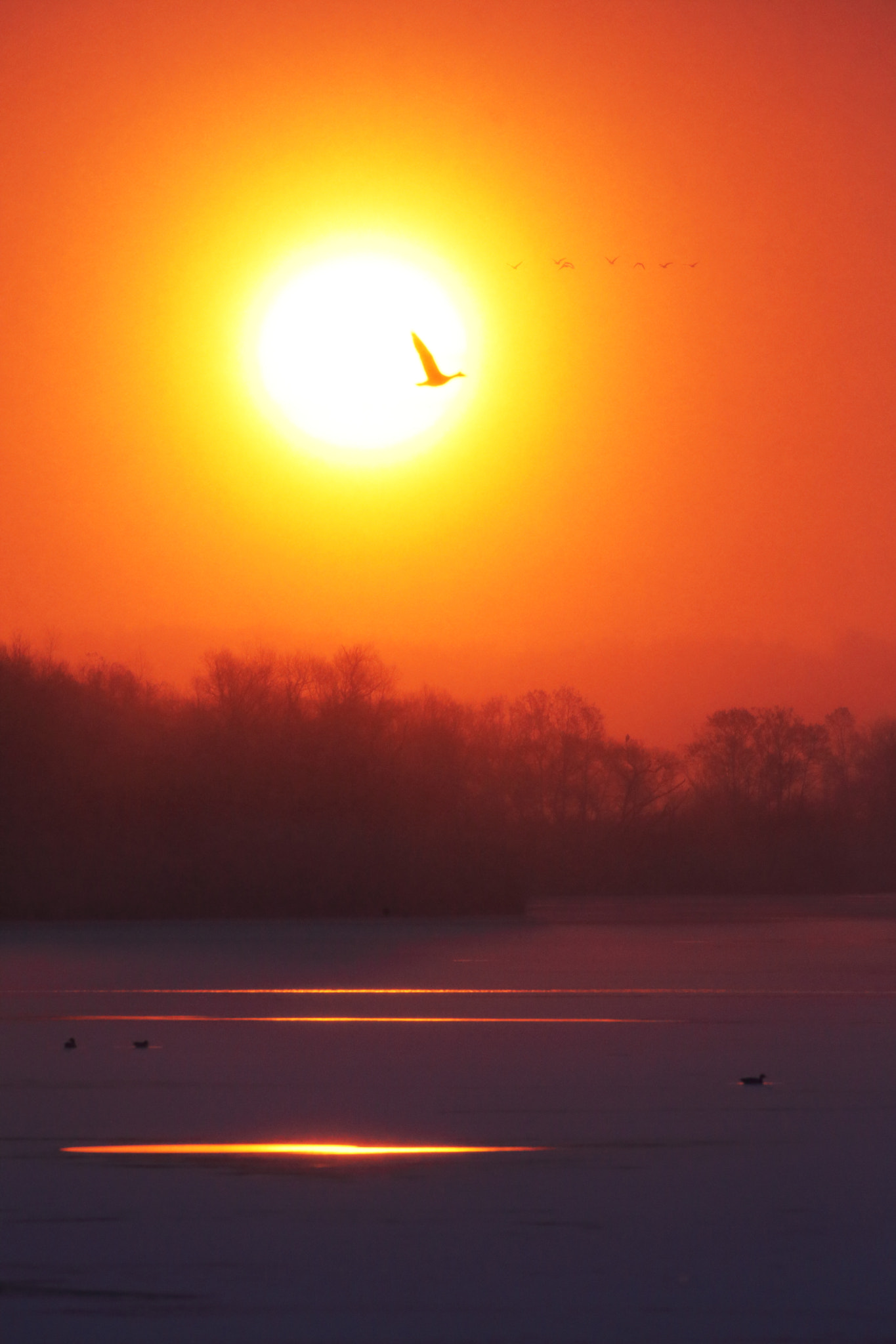 Canon EF 600mm f/4L IS sample photo. Flying in the snow photography
