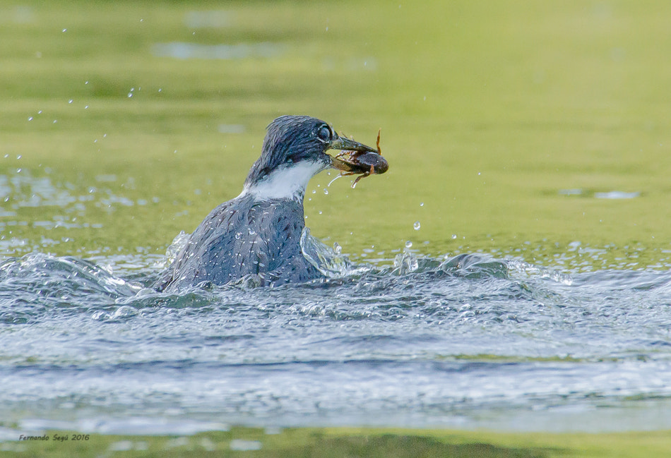 Nikon D7000 + Sigma 50-500mm F4.5-6.3 DG OS HSM sample photo. Xxtw photography