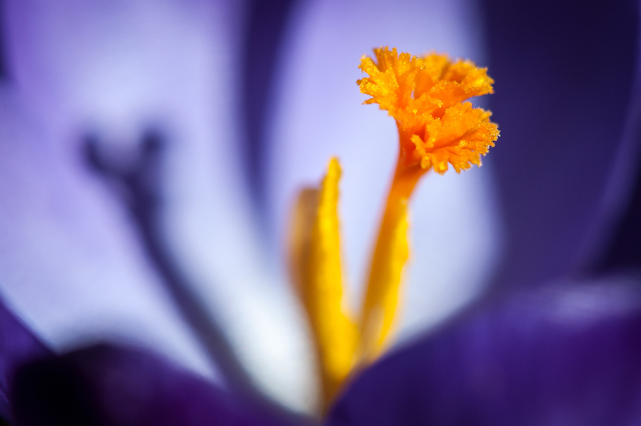 Nikon AF-S Micro-Nikkor 105mm F2.8G IF-ED VR sample photo. Flower stigma photography