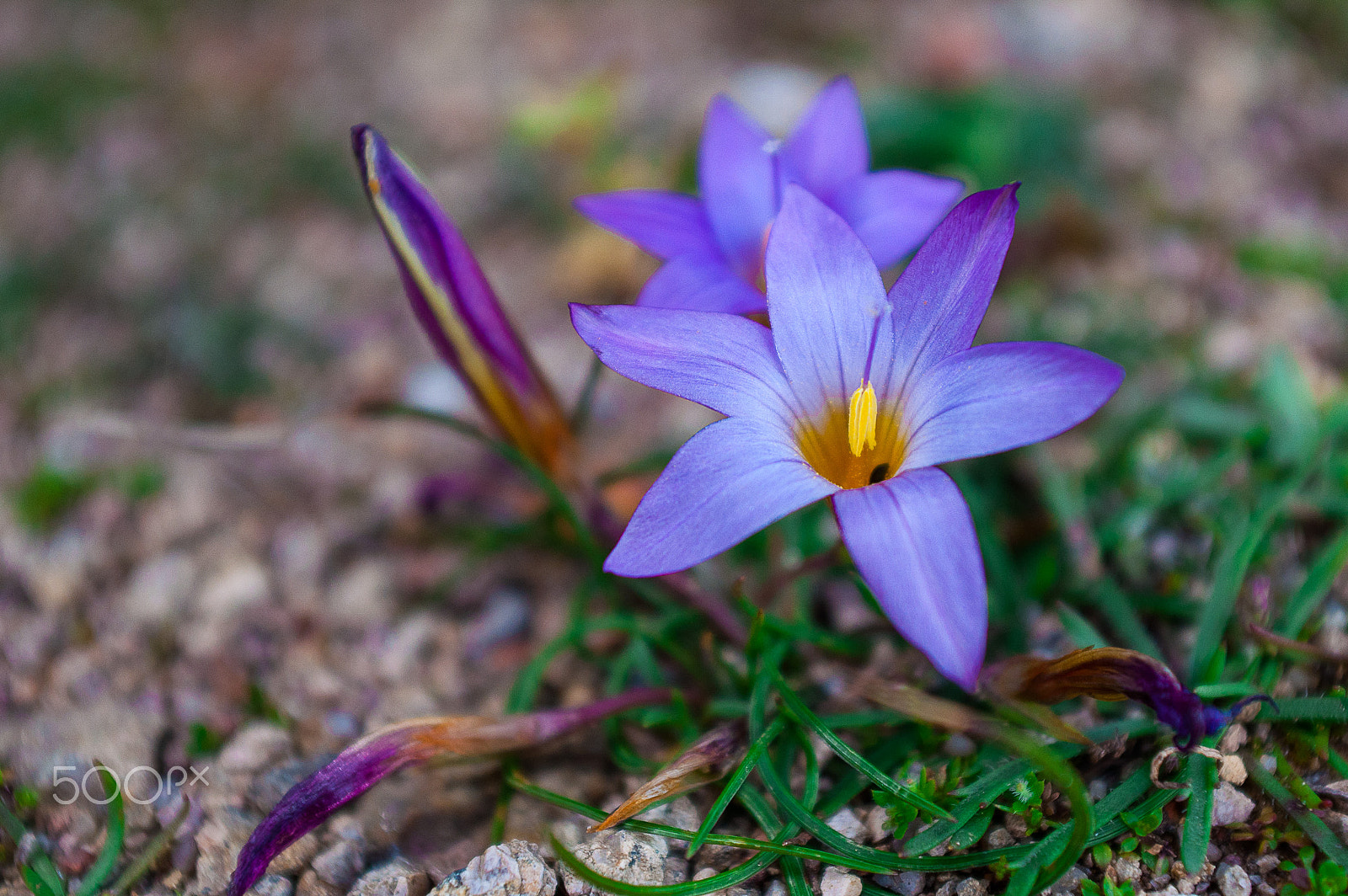 AF Zoom-Nikkor 28-85mm f/3.5-4.5 sample photo. Crocus carpetanus photography