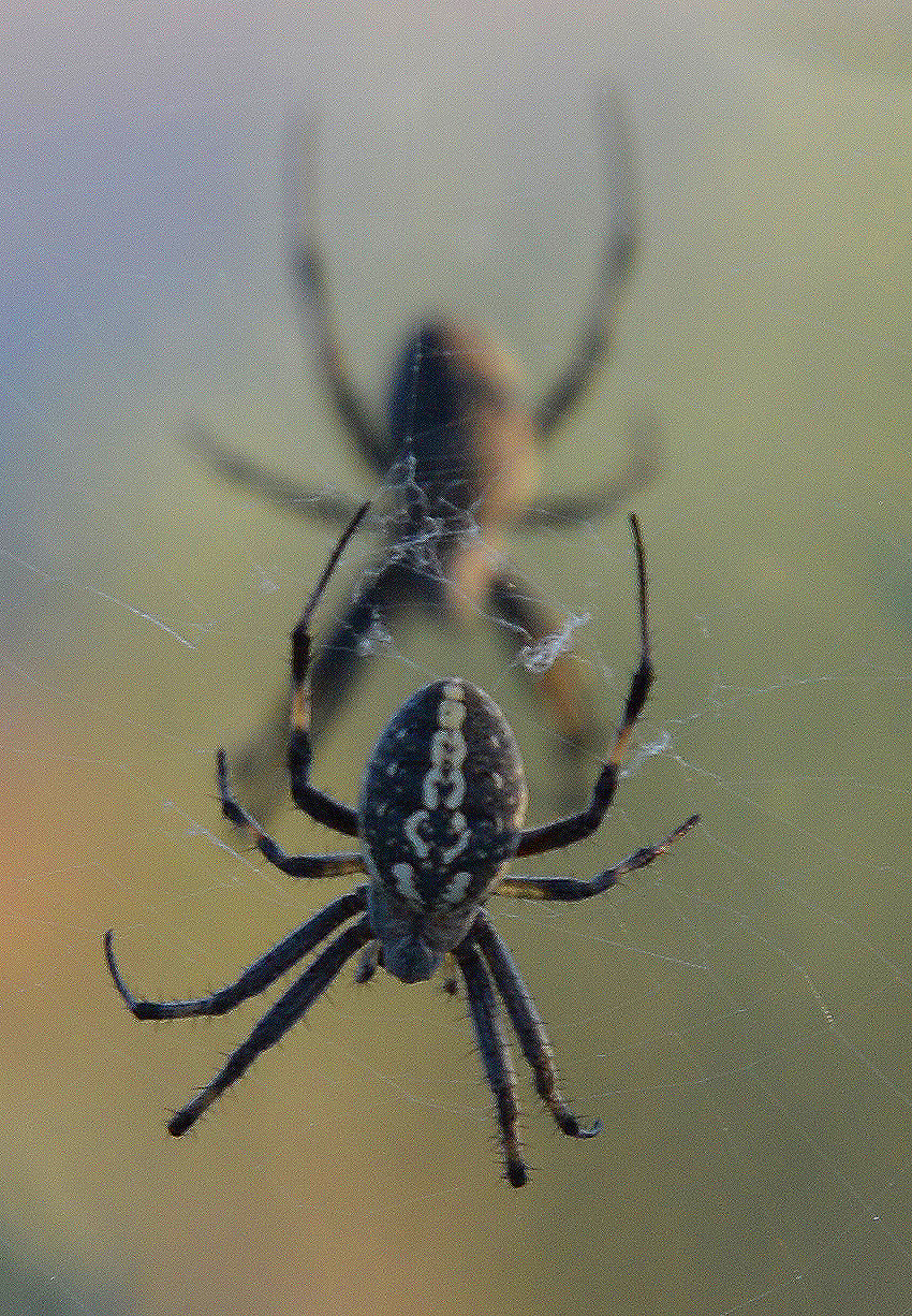 Zeiss Milvus 85mm f/1.4 sample photo. This is not a reflection! but a face off. photography