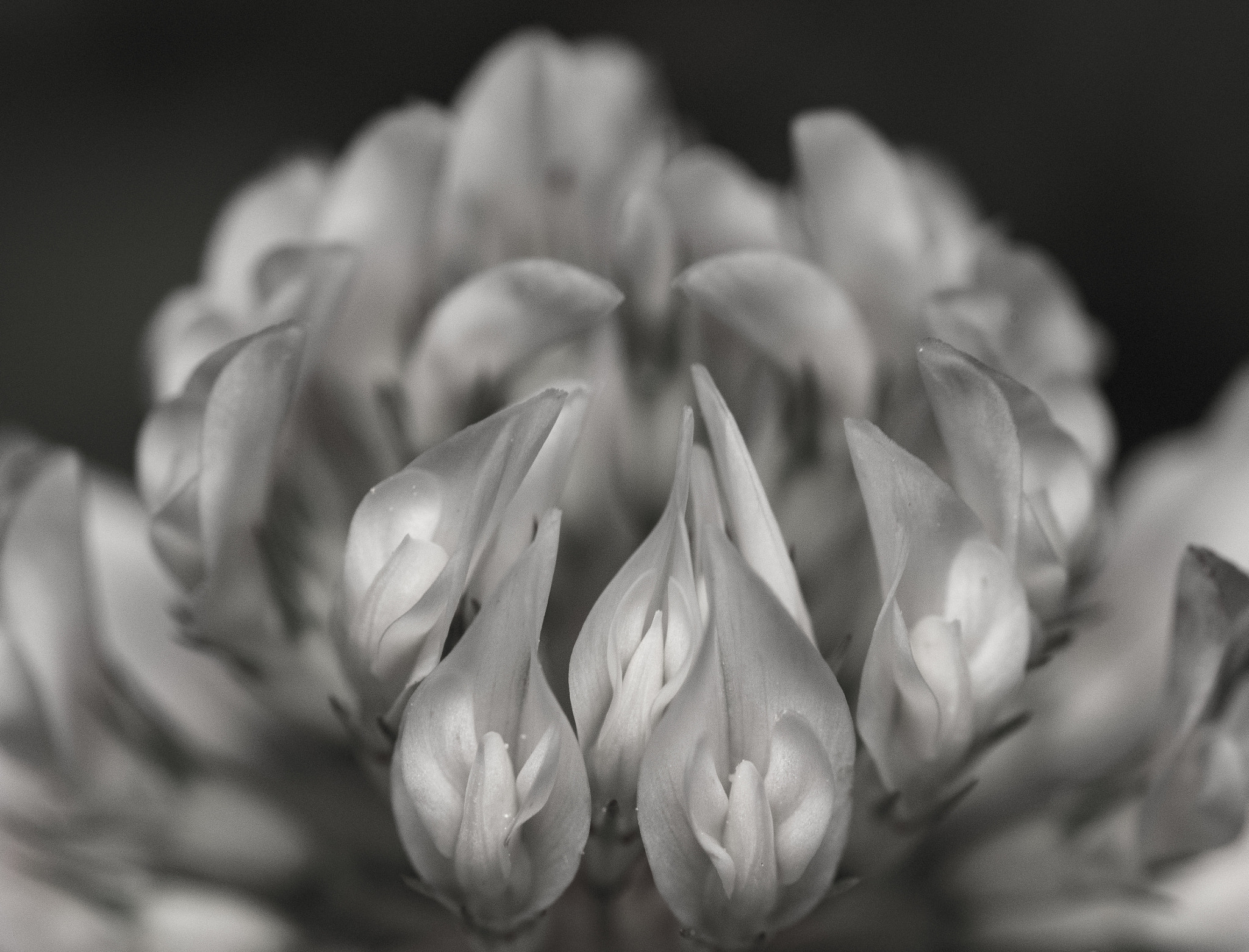 Olympus M.Zuiko Digital ED 60mm F2.8 Macro sample photo. Clover glam photography