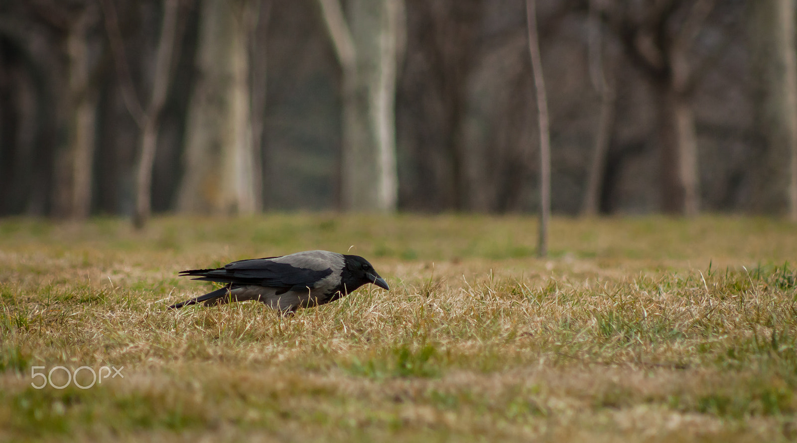 Canon EOS 50D + EF75-300mm f/4-5.6 sample photo. The crow photography