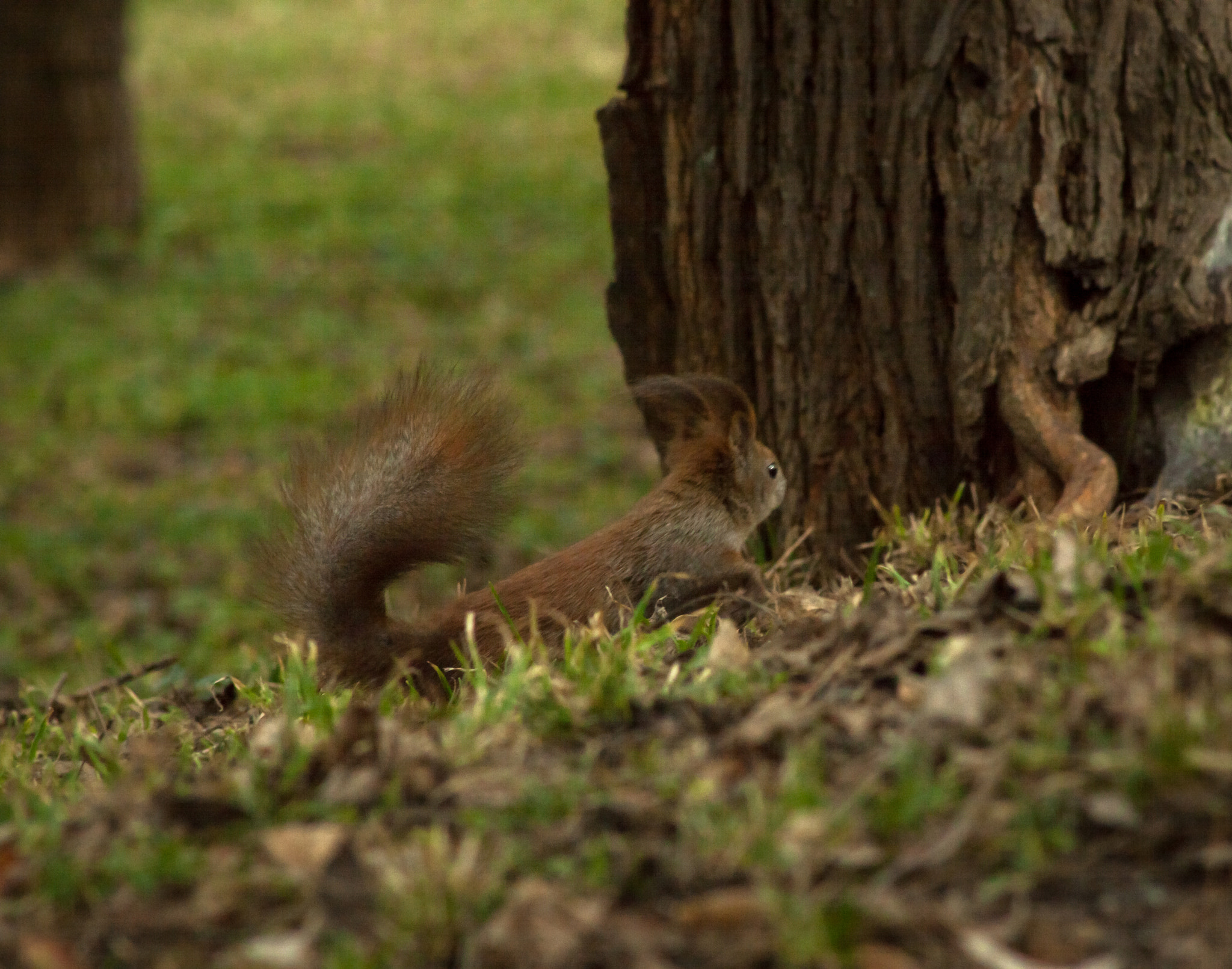 Canon EOS 50D + EF75-300mm f/4-5.6 sample photo. A furry friend photography