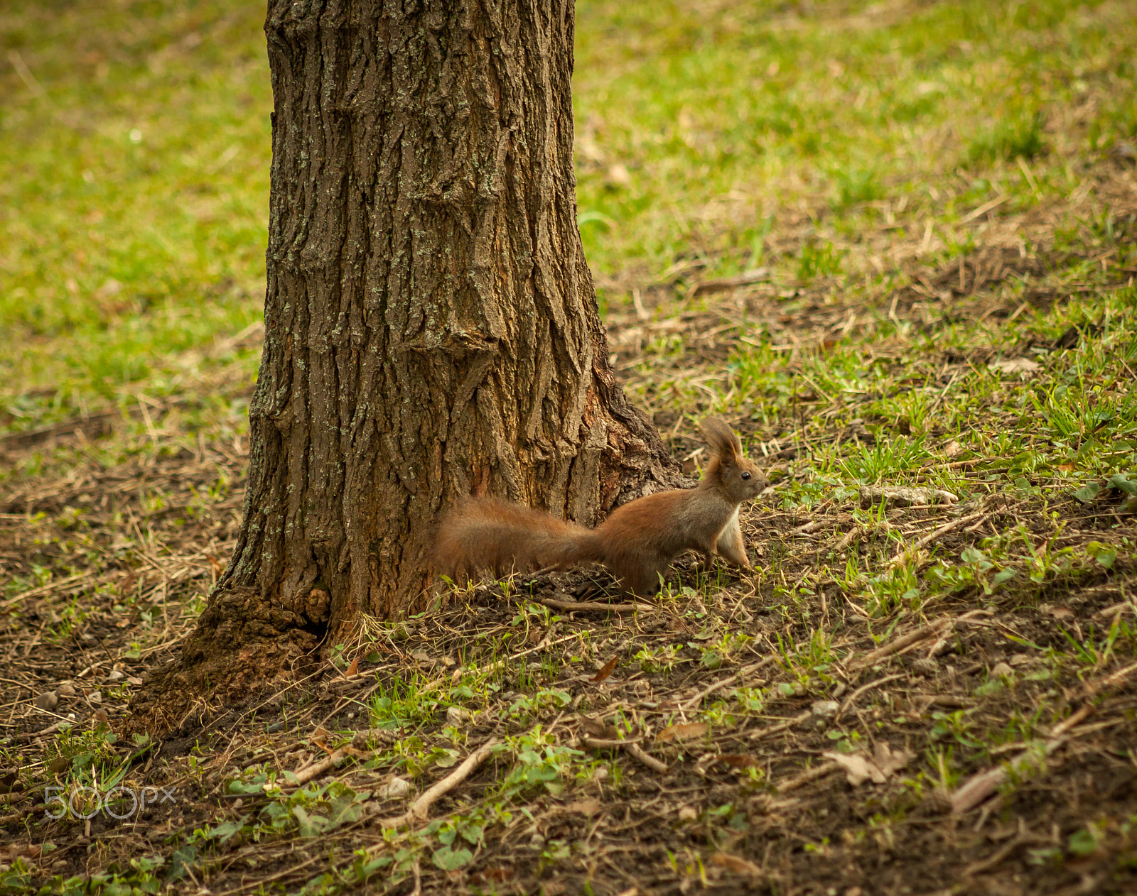 Canon EOS 50D + EF75-300mm f/4-5.6 sample photo. The same furry friend photography