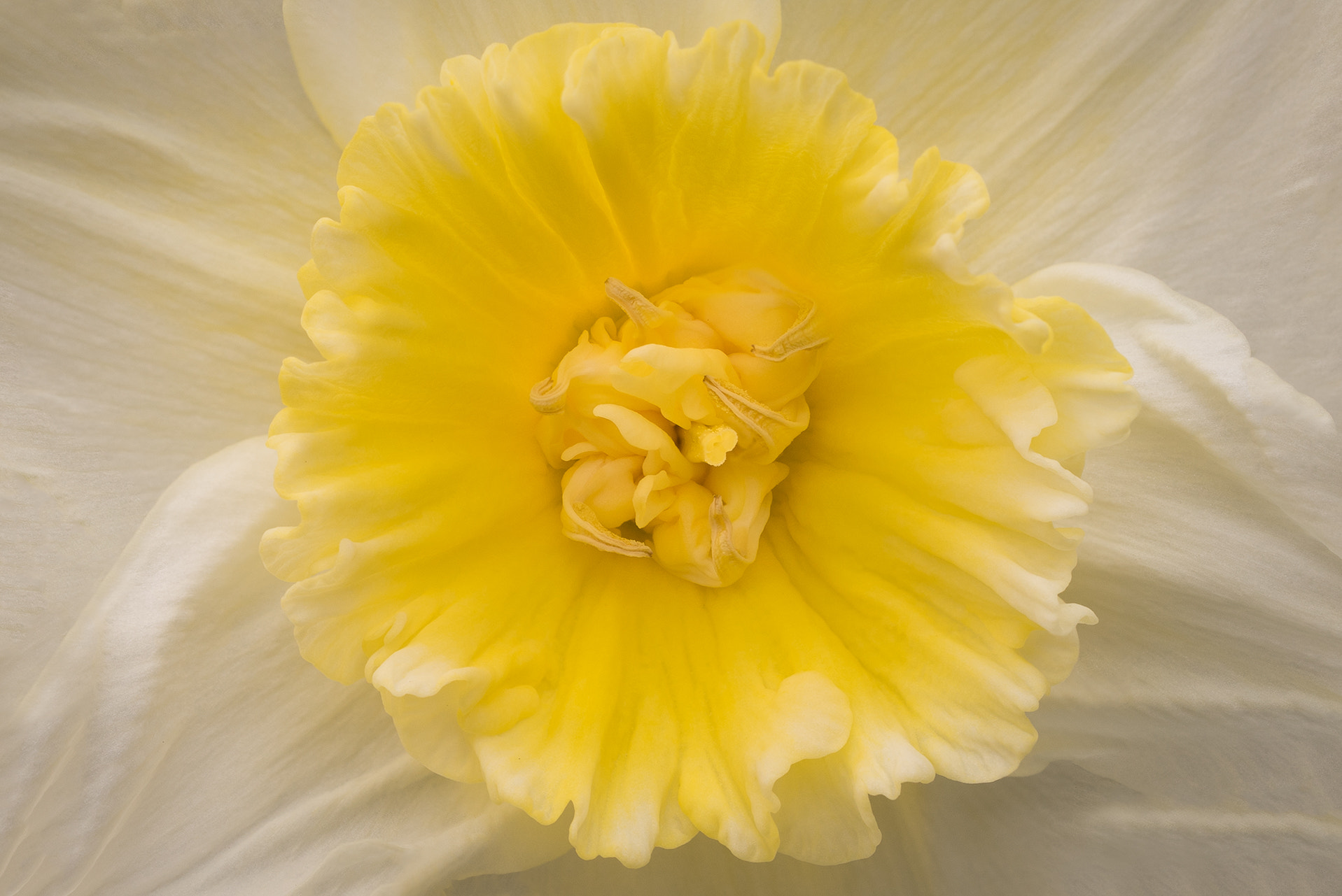 Sony a7R + Sony FE 90mm F2.8 Macro G OSS sample photo. Sunburst photography