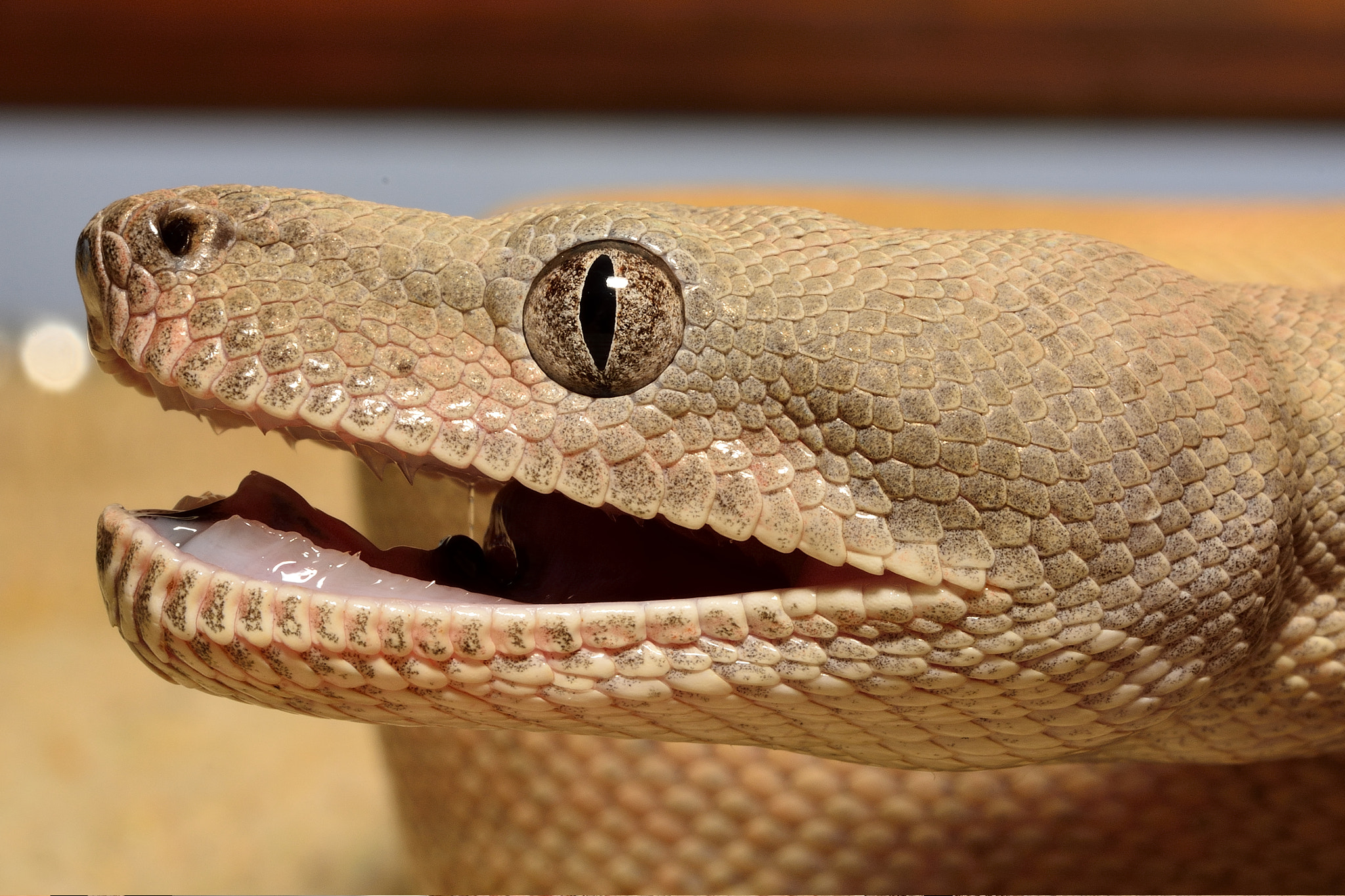 Nikon AF-S Micro-Nikkor 60mm F2.8G ED sample photo. Astonished photography