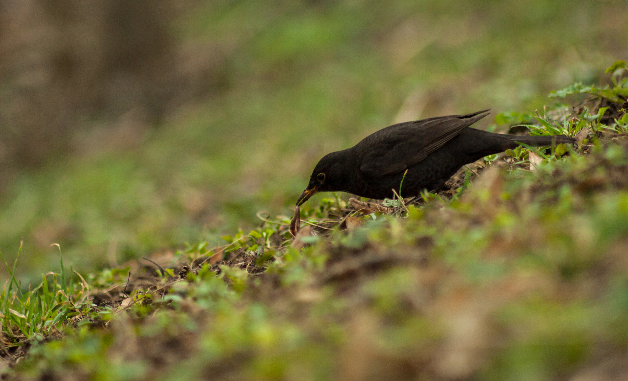 Canon EOS 50D + EF75-300mm f/4-5.6 sample photo. Lunch time photography