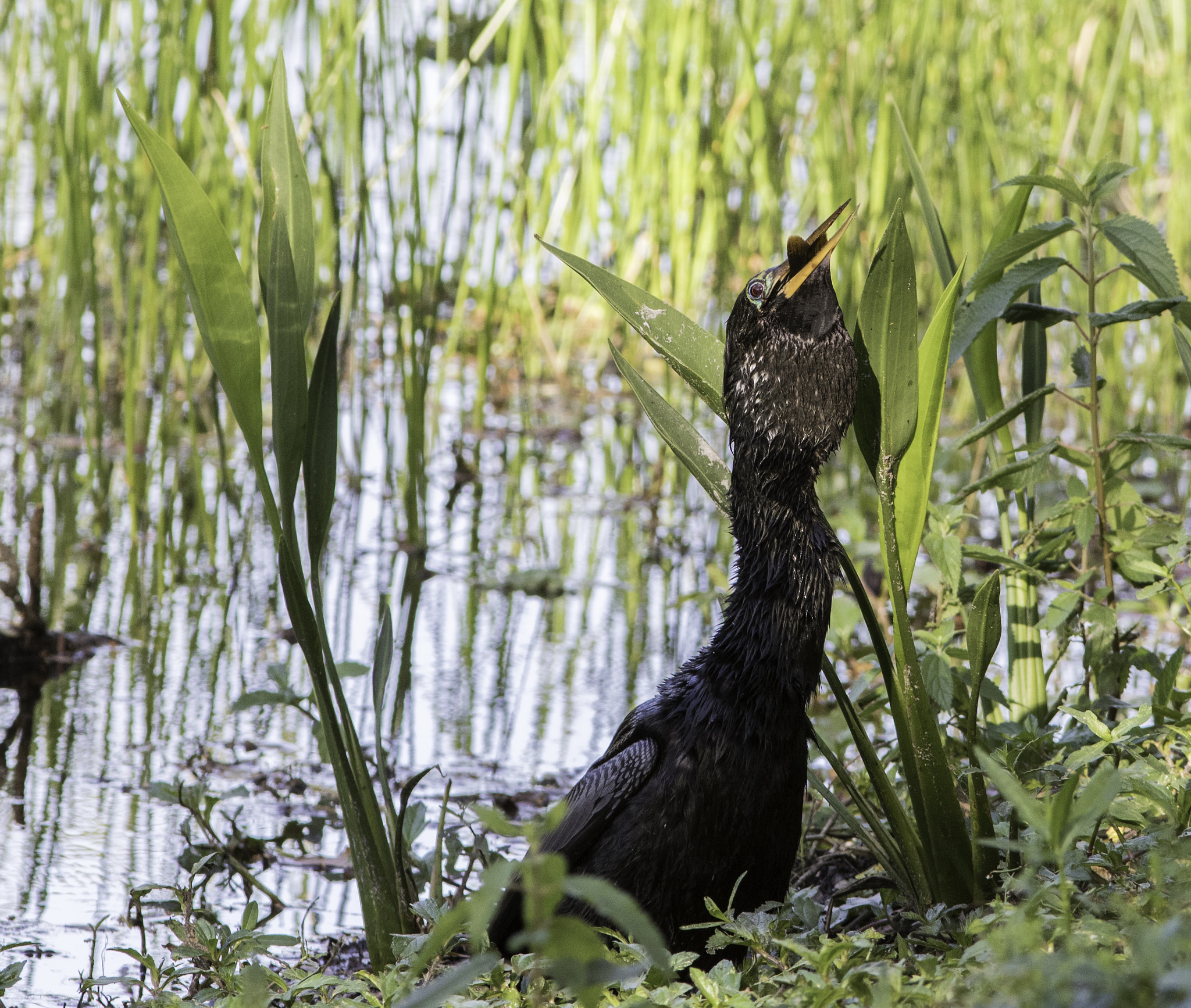 Canon EF 300mm F4L IS USM sample photo. Anhinga swallows, photography
