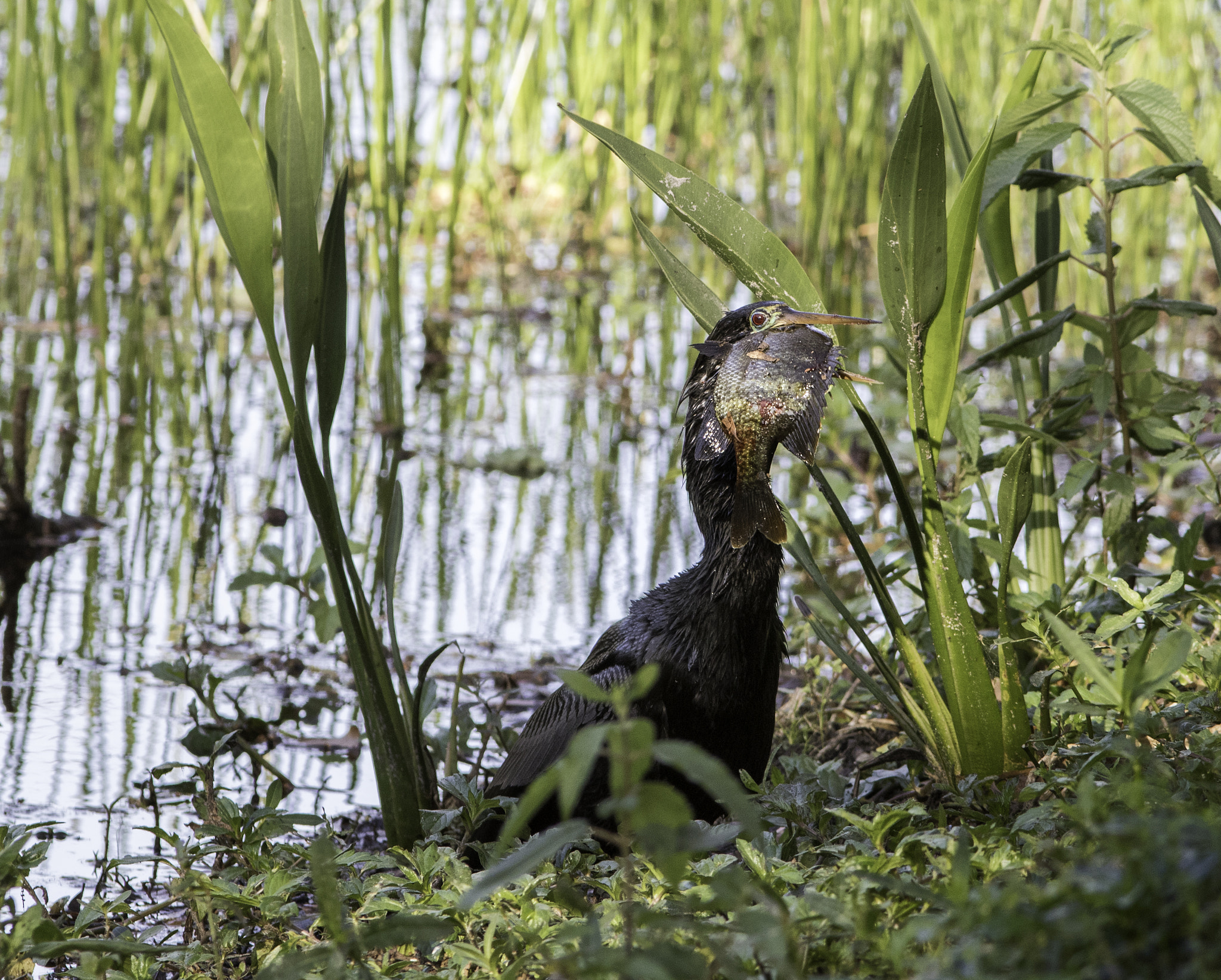 Canon EF 300mm F4L IS USM sample photo. Anhinga swallows, photography