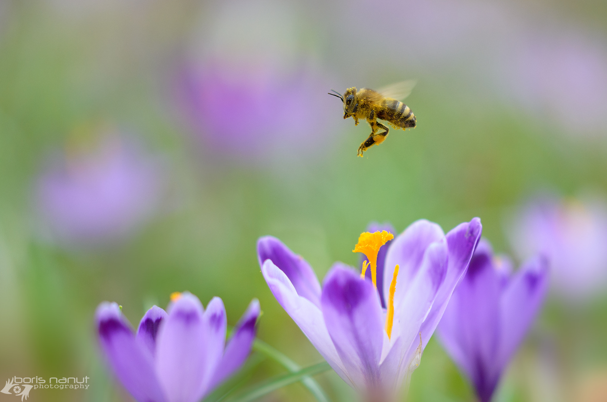 Sigma 105mm F2.8 EX DG OS HSM sample photo. Spring is in the air! photography
