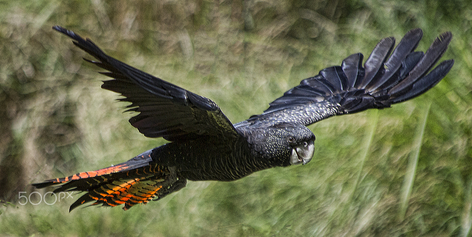 Canon EF 70-300mm F4-5.6 IS USM sample photo. Red tail black cockatoo photography