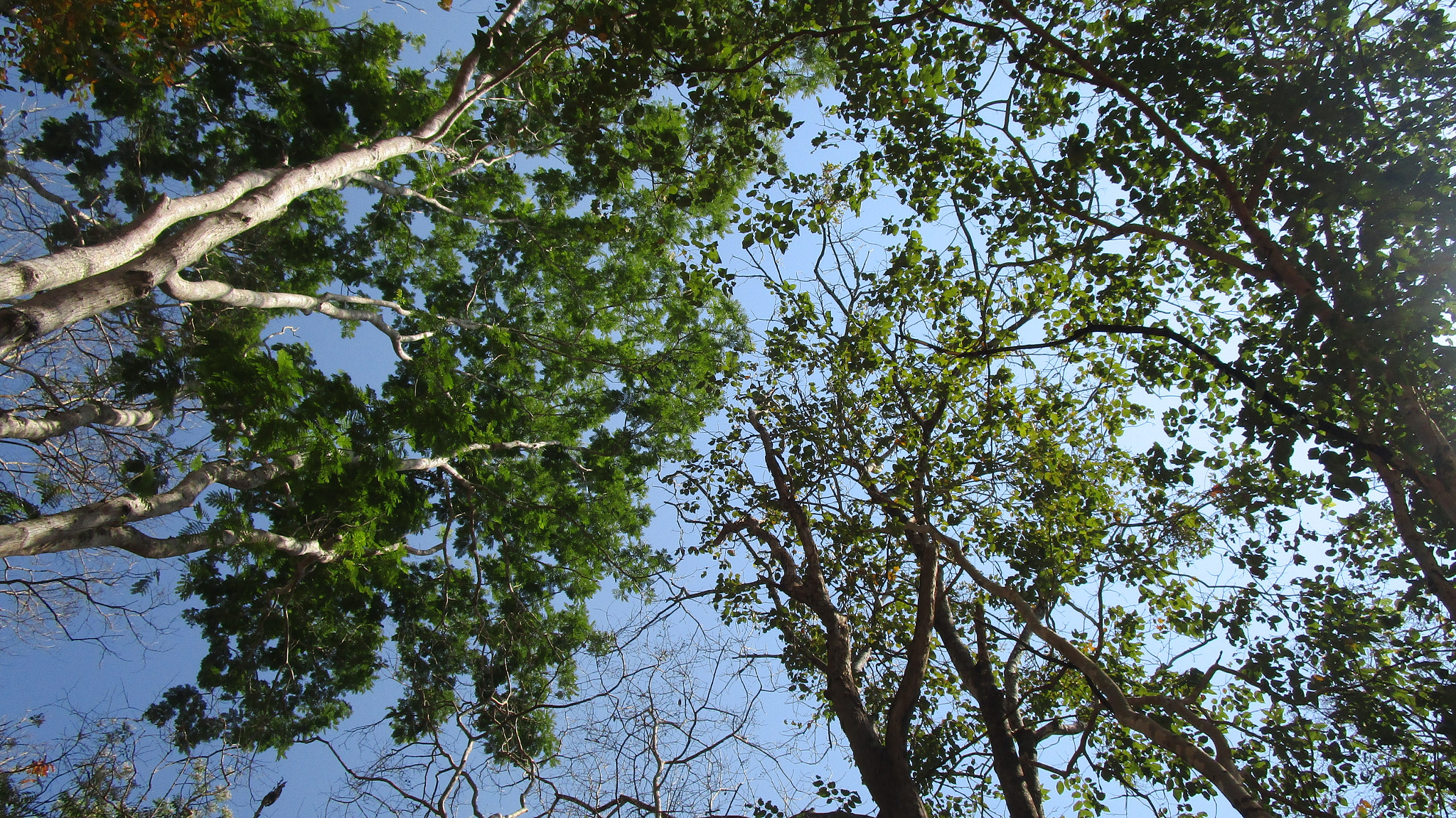 Canon PowerShot ELPH 190 IS (IXUS 180 / IXY 190) sample photo. Sai yok orchards photography
