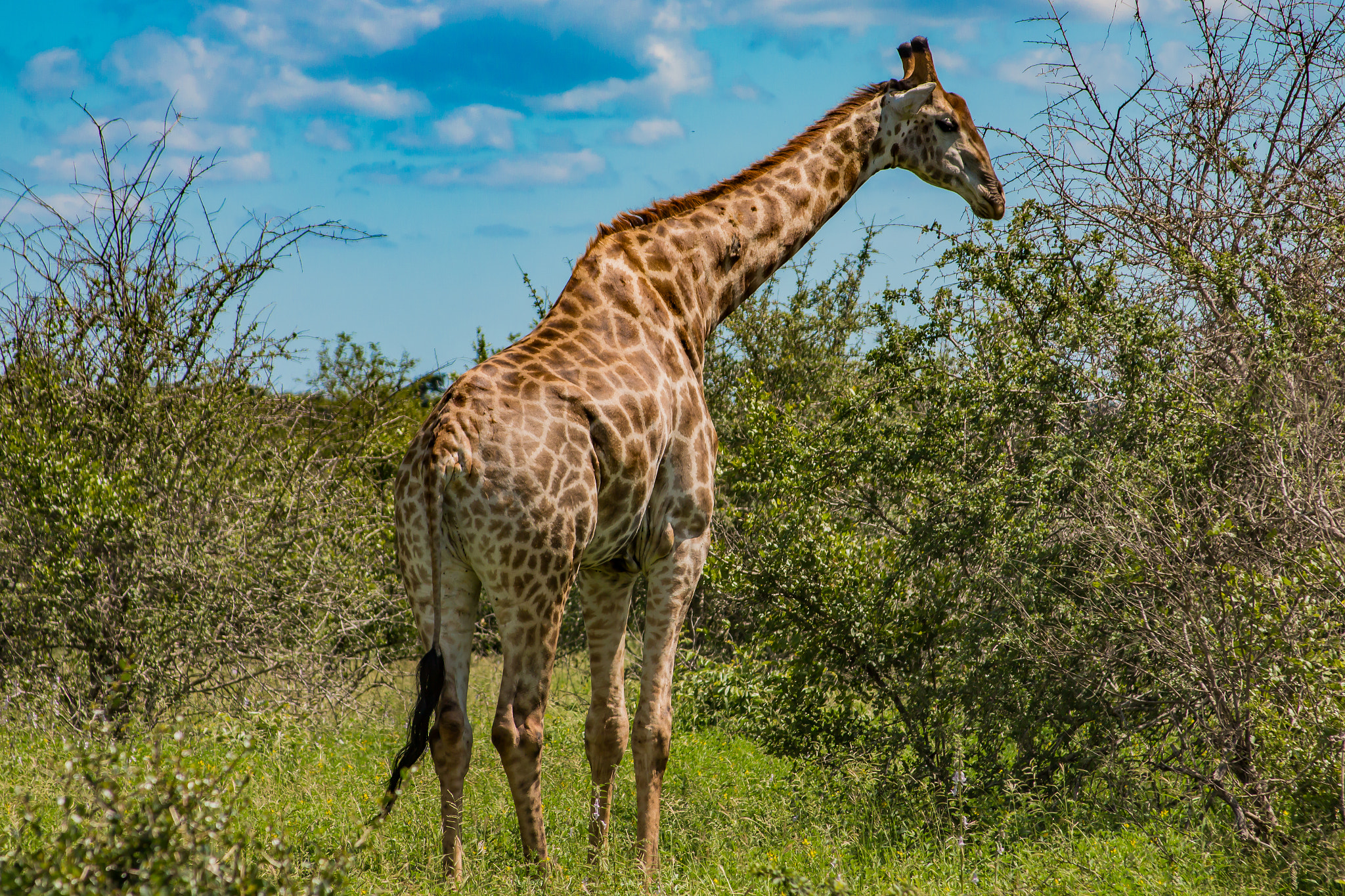 Canon EF 28-135mm F3.5-5.6 IS USM sample photo. Animals at kruger national park photography