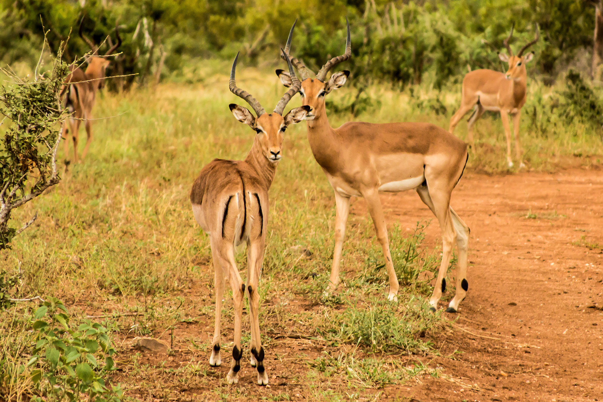 Canon EOS 70D + Canon EF 28-135mm F3.5-5.6 IS USM sample photo. Animals at kruger national park photography