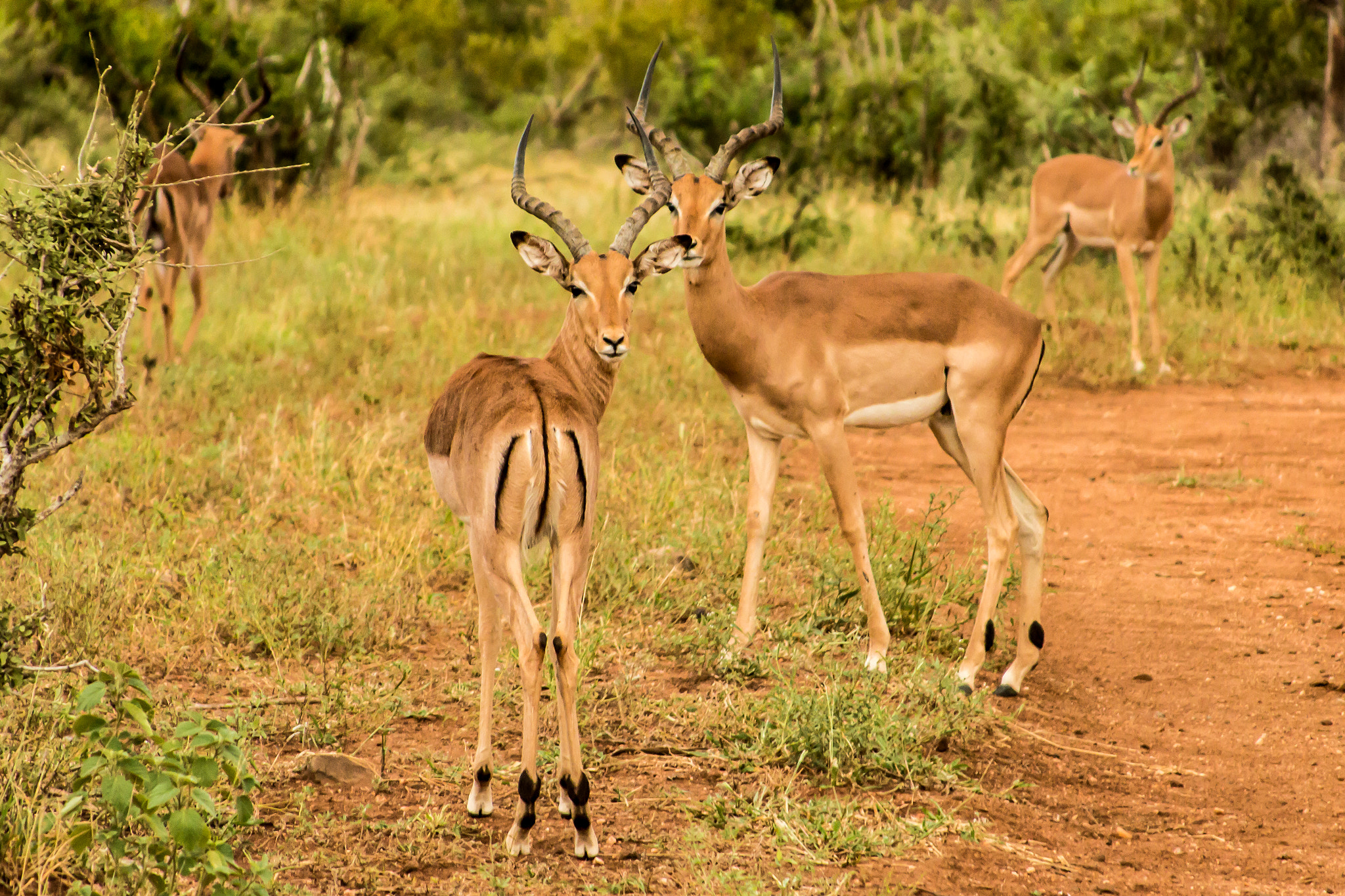 Canon EF 28-135mm F3.5-5.6 IS USM sample photo. Animals at kruger national park photography